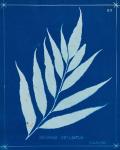 Cyanotype Ferns VII