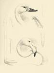 Waterbird Sketchbook II