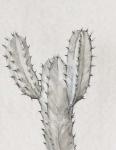 Cactus Study II