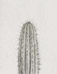 Cactus Study III