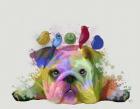 English Bulldog and Birds, Rainbow Splash
