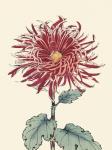 Chrysanthemum Woodblock I