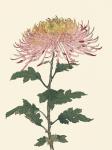 Chrysanthemum Woodblock II