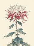 Chrysanthemum Woodblock III