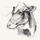 Holstein Portrait Sketch II