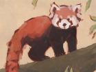 Red Panda I