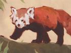 Red Panda II