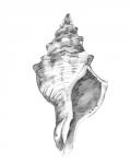 Quiet Conch IV