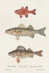 Species of Antique Fish II