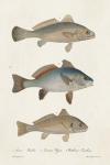 Species of Antique Fish III