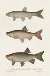 Species of Antique Fish IV