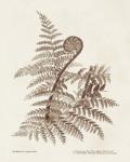 Sepia Fern Varieties I