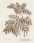 Sepia Fern Varieties II