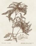 Sepia Fern Varieties III