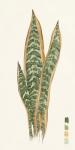 Snake Plants I