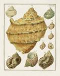 Pastel Shell Pair I