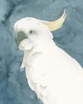 Cockatoo Portrait II