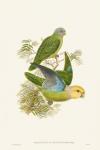 Lime & Cerulean Parrots I