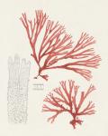 Vintage Coral Study I