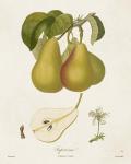 Vintage Pears V