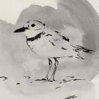 Inky Plover II