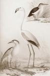 Sepia Water Birds I