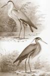 Sepia Water Birds III