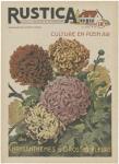 Plantez Des Chrysanthemes