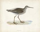 Sandpiper V