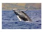 Humpback Whale Leaping