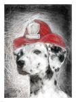 Firefighter Dalmation