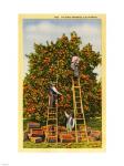 Picking Oranges in California, Vintage Post Card