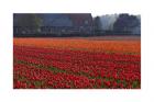 Dutch Tulip Field