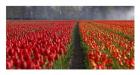 Dutch Tulip Field