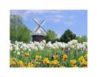 Dutch Tulip Field