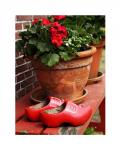 Dutch Clog Still Life