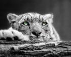 Pop of Color Snow Leopard Eyes