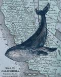 California's Grayback Whale