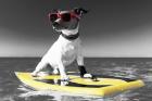 Pop of Color Surf's Up Dog