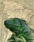 Brazilian Iguana