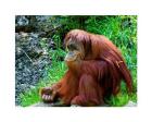 Orangutan - Giving it some thought