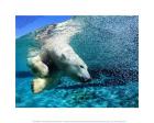 Diving White Polar Bear