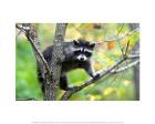 Raccoon On the Tree