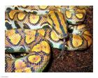 Rainbow Boa