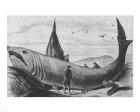 Basking Shark Harper's Weekly October 24, 1868