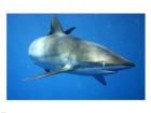 Carcharhinus Falciformis off Cuba