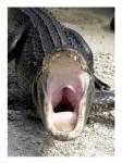 Alligator Mississippiensis Yawn