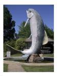 Adaminaby big trout