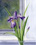 Blue Flag-Wild Iris