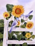 Bluejays And Sunflowers